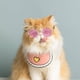 thumbnail image 5 of Fiudx Gafas de Sol para Mascotas, Montura Redonda Retro de Moda, Diseño de Lentes Reflectantes, Accesorio Genial para Mascotas, Ligeras y Cómodas, Ideales para Sesiones de Fotos, Fiestas y Bodas, Tam, 5 of 6