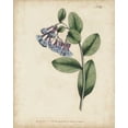thumbnail image 2 of Curtis 20x24 White Modern Wood Framed Museum Art Print Titled - Lavender Curtis Botanicals I, 2 of 4