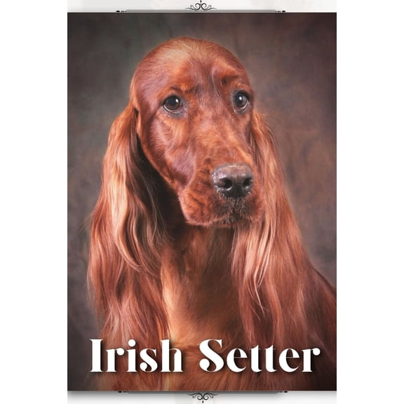 Irish Setter: Dog breed overview and guide (Paperback)