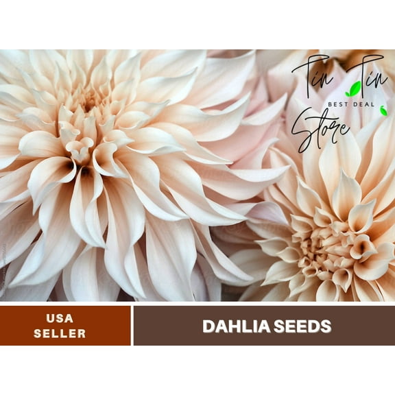 PEMDASGARDEN 40 Caf Au Lait Dahlia Plant Seeds (4 Pack)