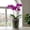 white-1D, variant on MMJ Clear Plastic Orchid Pots with Holes and Saucers Breathable Transparent Flower Planters 4 Sizes