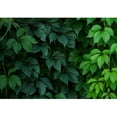 thumbnail image 2 of wall26 - Wall of Green Climbing Plant Full Screen as Background. Oil Painting Effect. - Removable Wall Mural | Self-Adhesive Large Wallpaper - 66x96 inches, 2 of 6