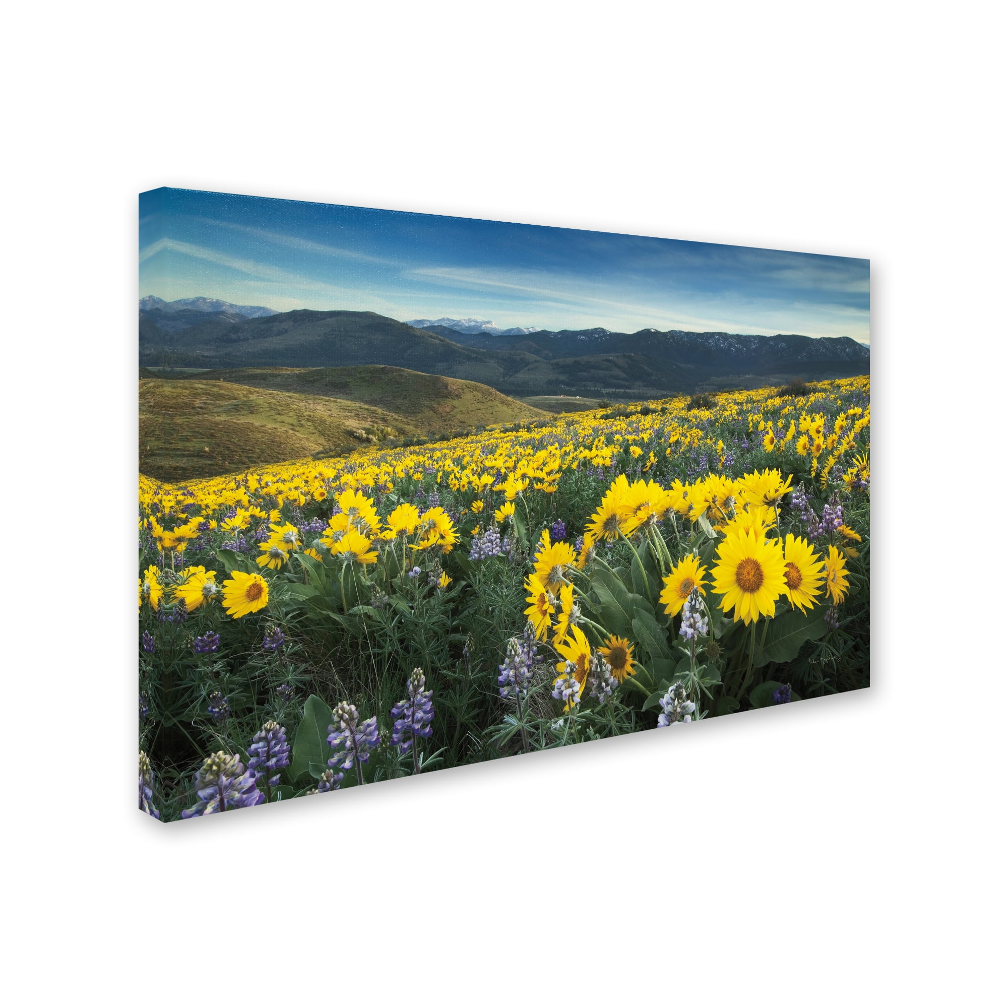 Trademark Fine Art 'Methow Valley Wildflowers IV' Canvas Art by Alan Majchrowicz