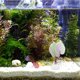 thumbnail image 4 of BESTYASH De Silicona Doble Para Betta En Acuarios Decorativos, 4 of 8