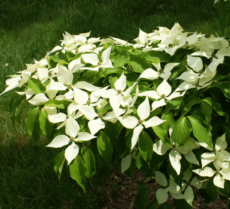Kousa Dogwood Plant Live for Planting, White Flowing Dogwood Plant for Garden 6 to 12 Inch Tall in 4 Inch Pot