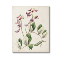 Stupell Industries Vintage Foxglove Study Botanical & Floral Painting Gallery Wrapped Canvas Art Print Wall Art, 36 x 48