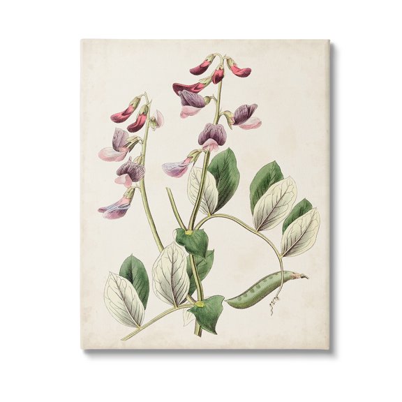 Stupell Industries Vintage Foxglove Study Botanical & Floral Painting Gallery Wrapped Canvas Art Print Wall Art, 36 x 48