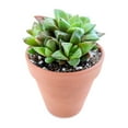 thumbnail image 3 of Haworthia Cuspidata Succulent (4"+ Minimalist Pot) - Tiny, Lovely, Easy to Care Succulent for Beginners - Live Healthy Succulent for Home Office, 3 of 9