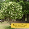 thumbnail image 2 of 3 Japanese Privet in 2.5" Nursery Cubes | Ligustrum japonicum | Evergreen Shrub for Hedges, Screens & Borders | Ready-to-Plant & Easy-to-Grow Outdoor Live Starter Plants, 2 of 6