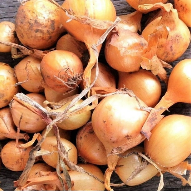 TomorrowSeeds Super Sweet Candy Onion Sets (Starter Bulbs) IYellow