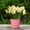 Pink, variant on 5 inch Medium Plastic Nursery Pots,Seedling Pots,Succulent Plant Flowerpot,Plant Pots for Indoor Outdoor Plants, Flower Pots with Drainage Holes and Saucers, Decorative Planters for House,Yellow