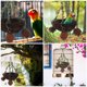 thumbnail image 3 of Nido de ratán natural para pájaros pequeños, medianos y grandes, columpio para loros, jaula para pájaros, 3 of 6