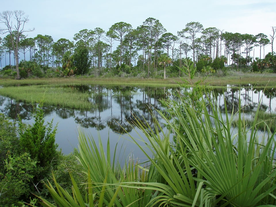 Usa Nature Florida Plant Green Swamp Wetland20 Inch By 30 Usa Nature Florida Plant Green Swamp Wetland20 Inch By 30