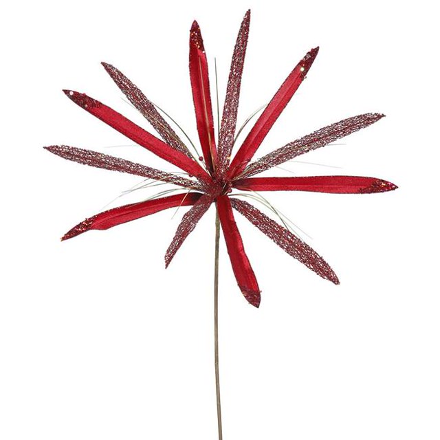 Semence de Fleur de Papyrus Rouge&44; 24 & 20 Po.