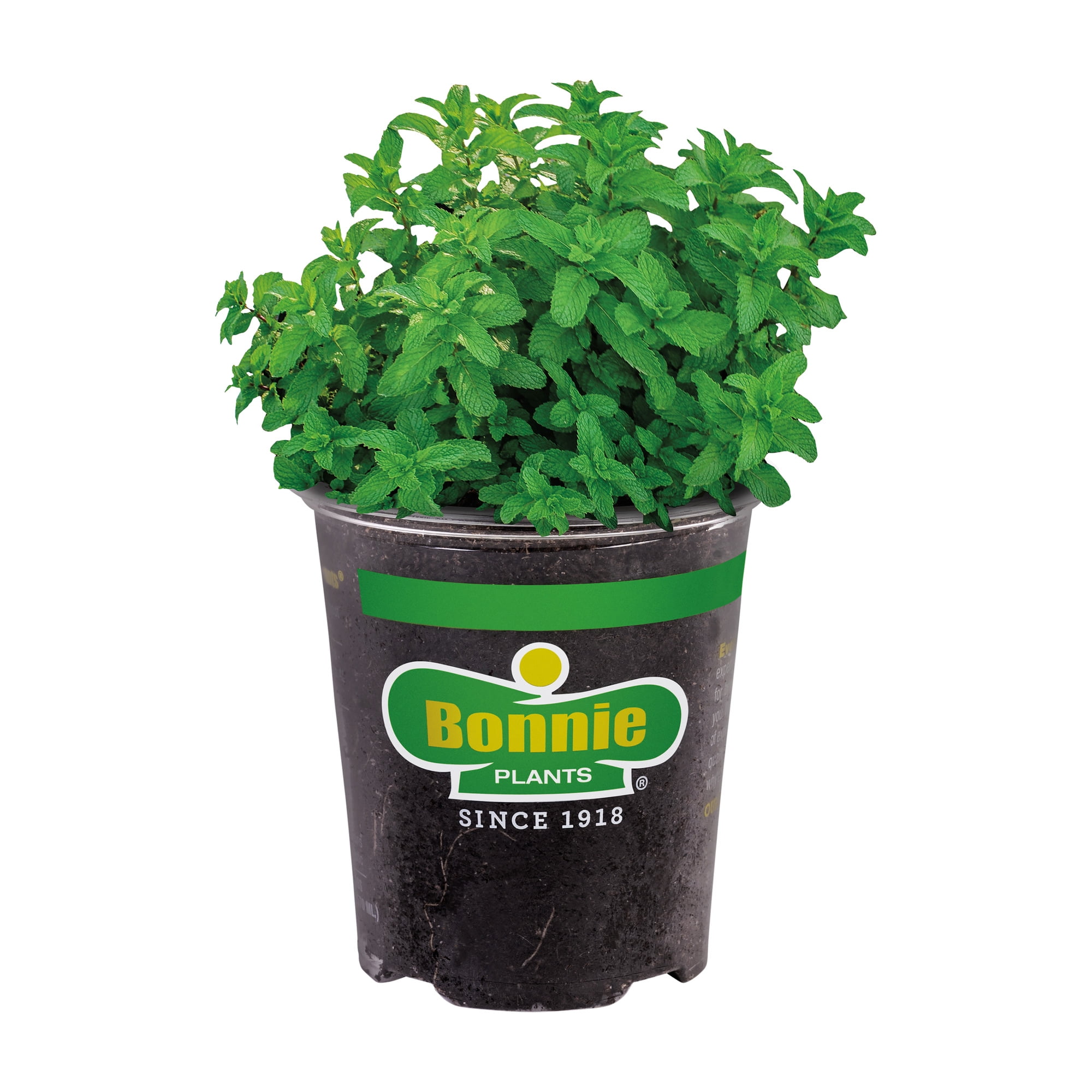 (2 pack) Bonnie Plants Lemon Balm Live Plants, Use to Make Tea