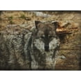 thumbnail image 2 of Lewis, Sheldon 24x19 White Modern Wood Framed Museum Art Print Titled - Alfa Wolf, 2 of 4