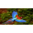 thumbnail image 1 of Volant Perroquet Photo License Plaque, 1 of 1
