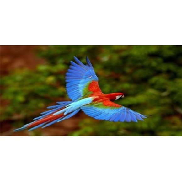 Soaring Parrot Photo License Plate