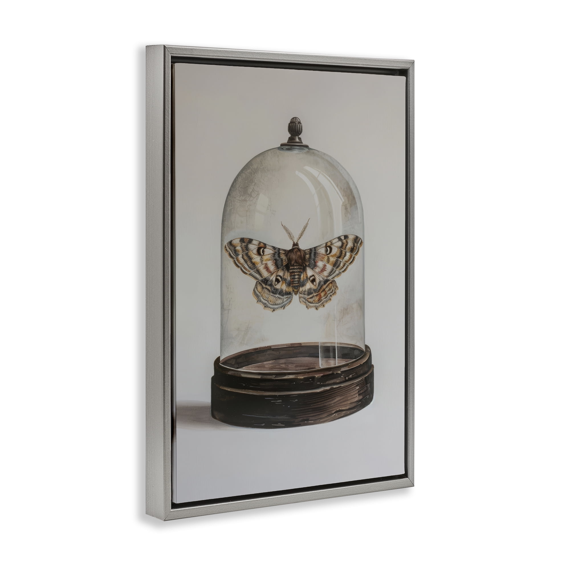 Stupell Industries Moth in Glass Cloche Animals Painting Gray Floater Framed Canvas Art Print Wall Art, 21 x 31