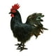 thumbnail image 2 of Modelo de simulación de gallo, figura de gallo falso, accesorio para fotografía al aire libre Negro, 2 of 9