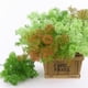 thumbnail image 5 of 2x Micro Flores Artificiales Adornos Plantas Suculentas Decoración de para hogar, 5 of 9