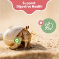 Oyster Shell Supplement for Hermit Crabs - Natural Calcium Source for ...