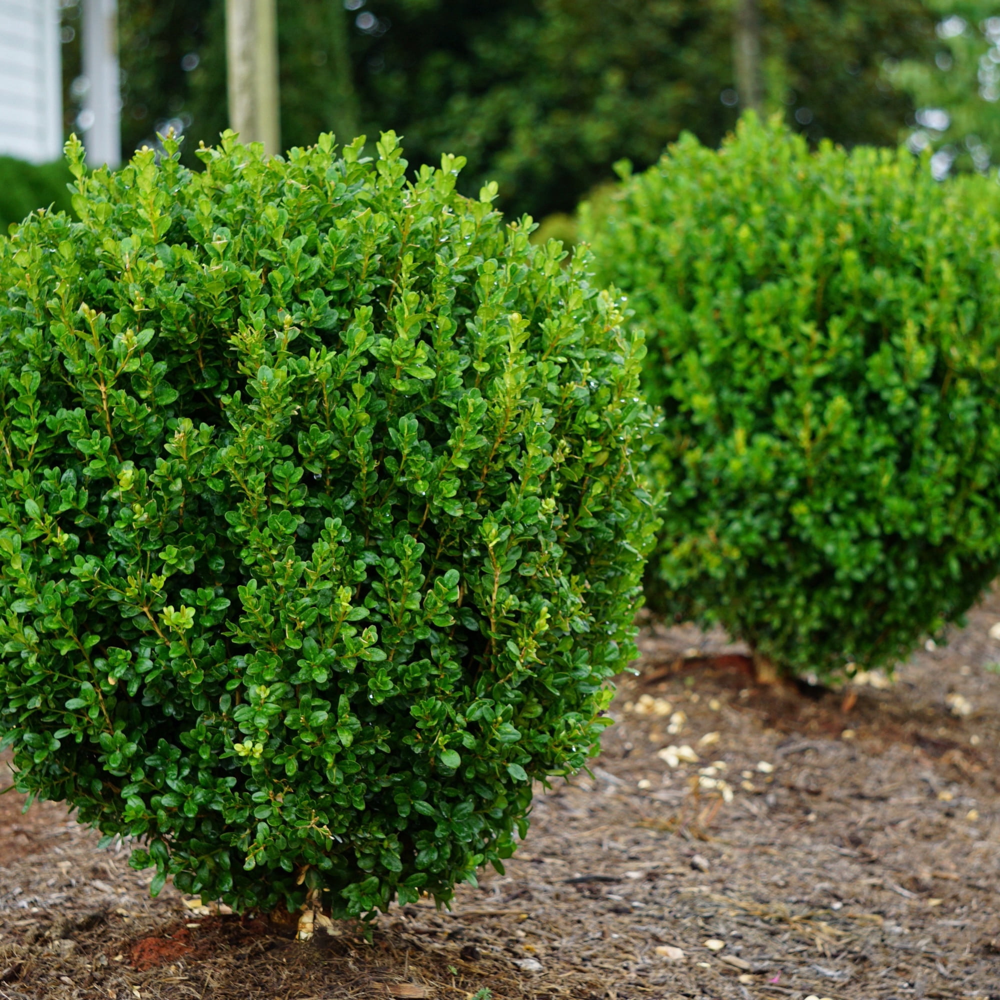 Proven Winners ColorChoice 5" NewGen Freedom Boxwood Live Plant in 4.5" Pot (4 Count)