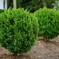 thumbnail image 2 of Proven Winners ColorChoice 5" NewGen Freedom Boxwood Live Plant in 4.5" Pot (4 Count), 2 of 5