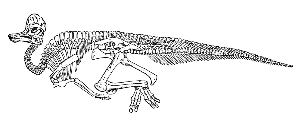 corythosaurus skeleton