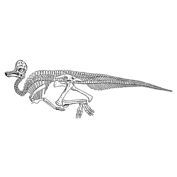 Download Stretched Canvas Art - Dinosaur: Corythosaurus. /Nskeleton Of Cretaceous Duck-Billed ...