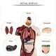 thumbnail image 3 of Modelo de Cuerpo Humano con 7 Modelos de Órganos Extraíbles, Modelo Educativo de Anatomía de Órganos para el Aprendizaje de Ciencias Biológicas, 3 of 5