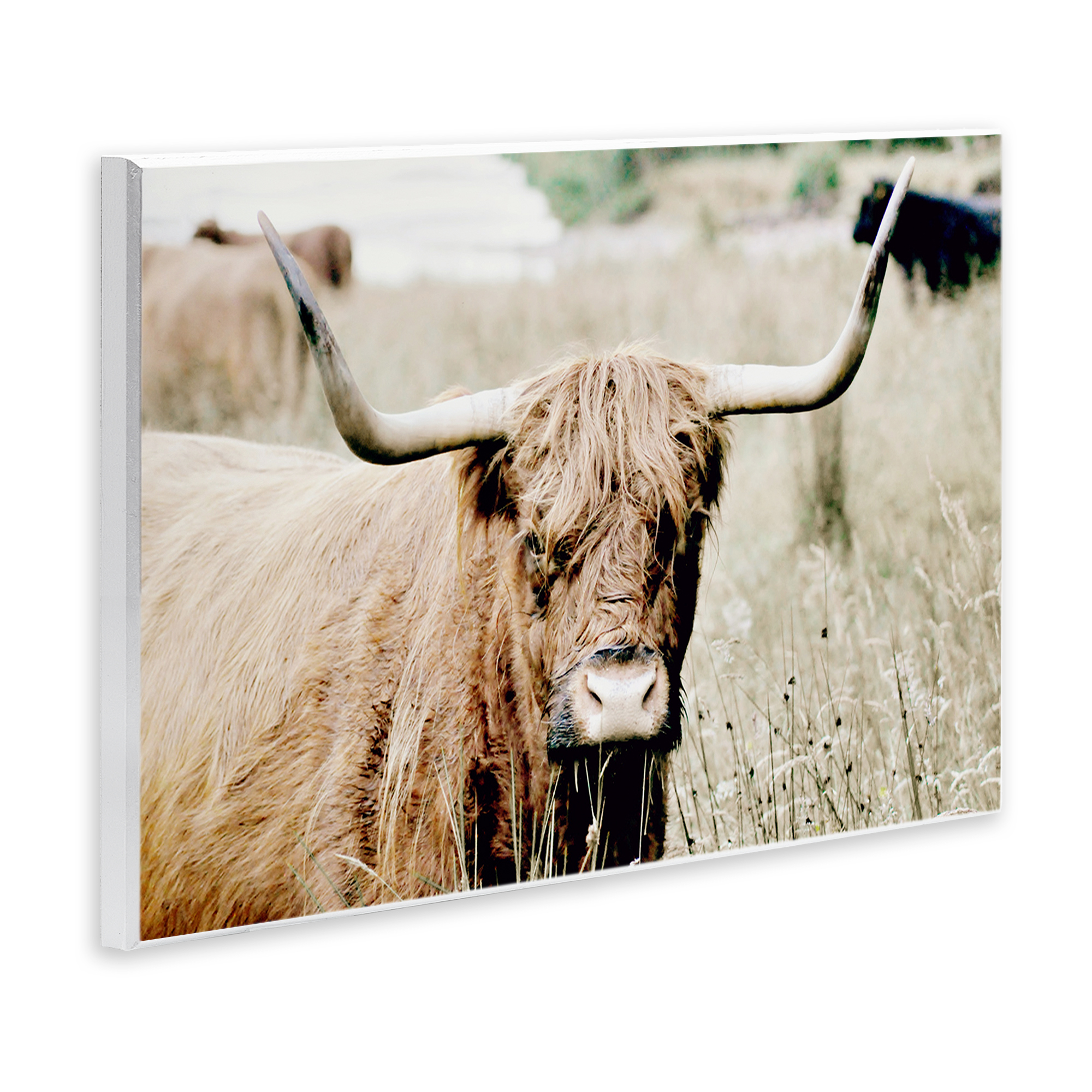 Stupell Industries Highland Cattle in Field Animals & Insects Photography Unframed Art Print Wall Art, 19 x 13