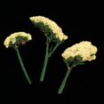 thumbnail image 4 of 10 Piezas Hojas de Flores Prensadas Secas Reales Perfecl Manualidades, 4 of 8