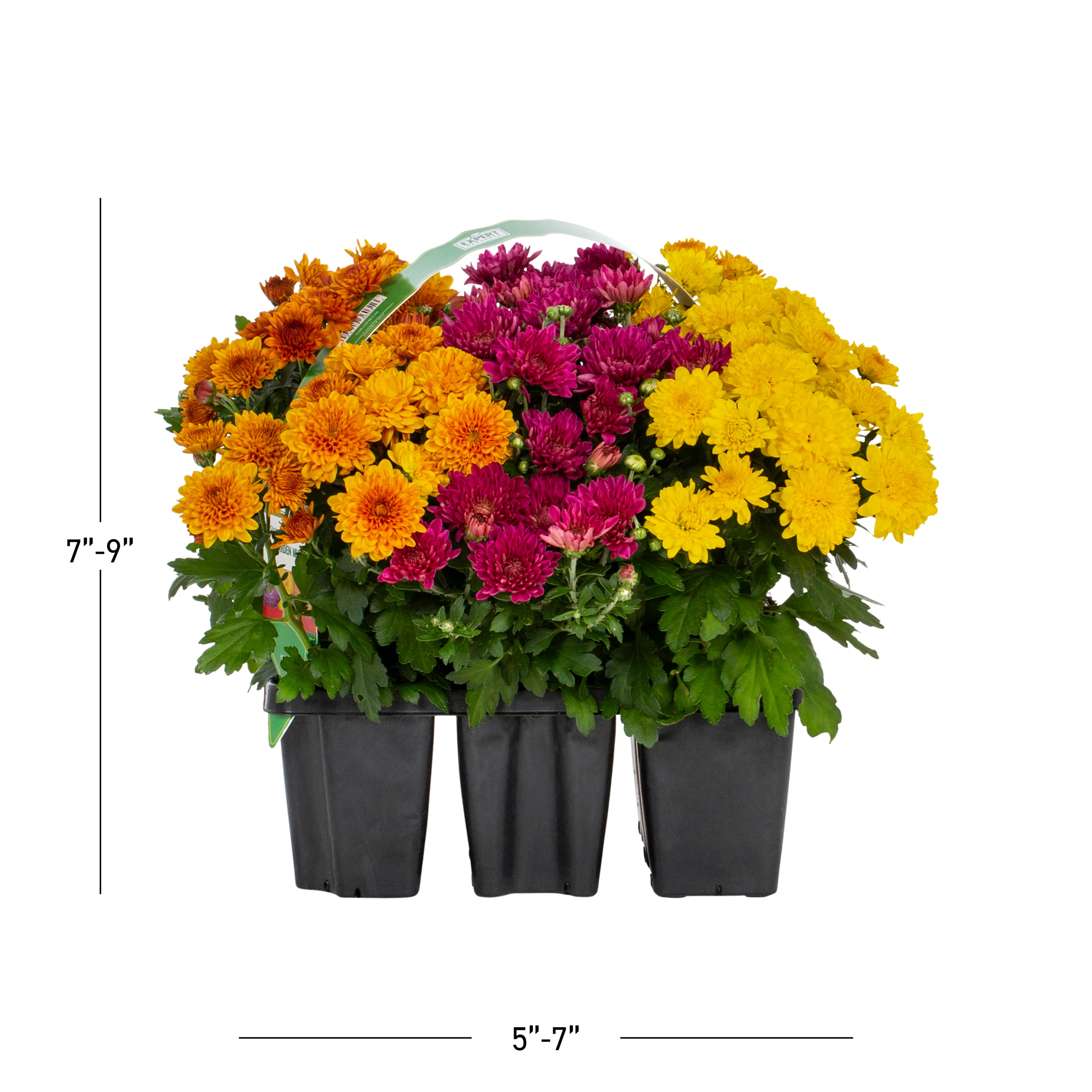 Expert Gardener Garden Mum Live Plants in Grower Pots, Orange Purple Yellow, 9 Count, 8 in