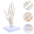 thumbnail image 6 of WEUVEB Anatomy Figure Hand Bone Model PVC 1Pack, 6 of 9