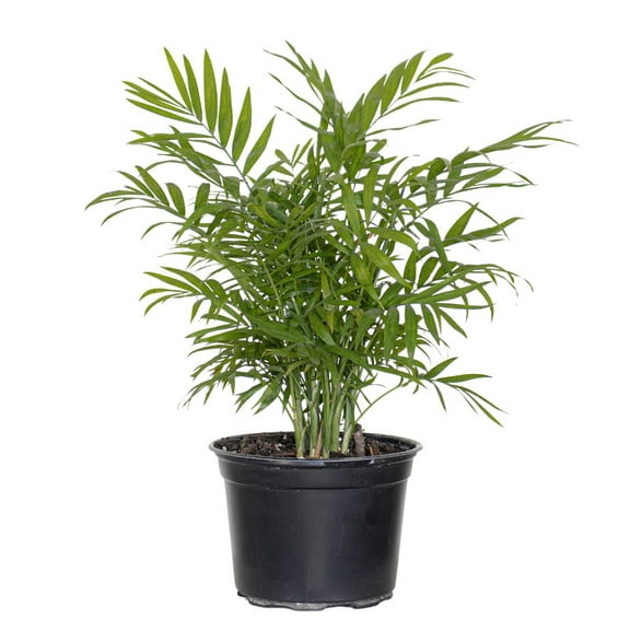 United Nursery Live Parlor Green Palm Plant 14-22 inches Tall in 6-inch Grower Pot