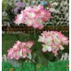 thumbnail image 2 of Lámpara solar de jardín LED decorativa para exteriores, luz solar con forma de flor, 2 of 3