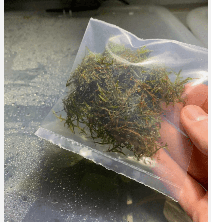 Java Moss Live Aquarium Plant (Taxiphyllum barbieri)