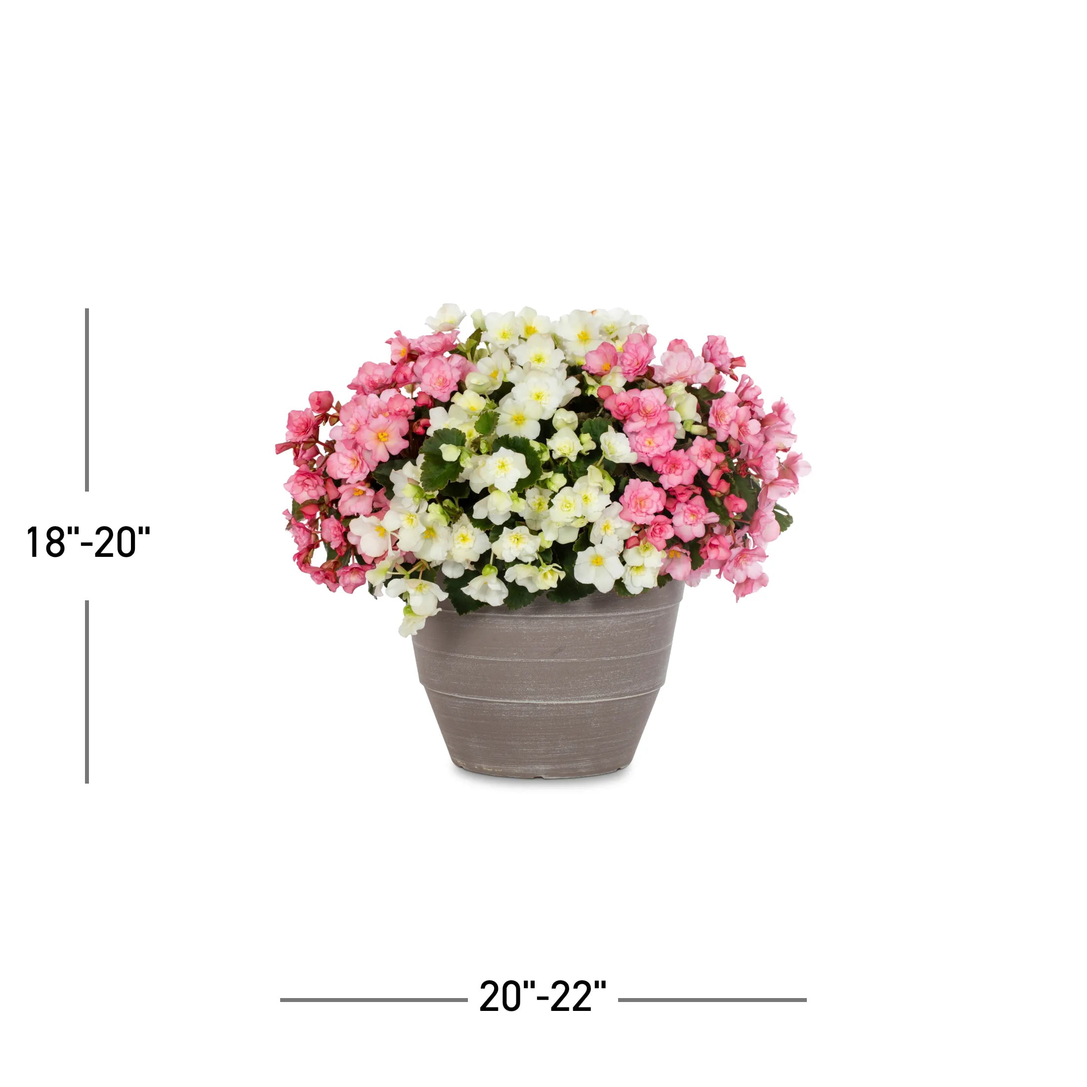 Better Homes & Gardens 2.5gal Multicolor Begonia Live Annual Plant Decorative Pot Sun