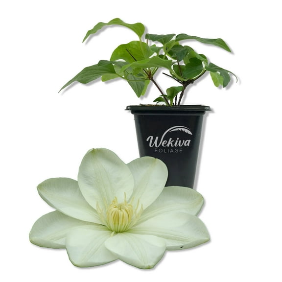 Clematis Guernsey Cream - Live Starter Plant in a 2 Inch Growers Pot - Starter Plants Ready for The Garden - Rare Clematis for Collectors