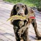 thumbnail image 2 of Juguete interactivo de entrenamiento para perros con forma de cocodrilo de peluche suave que limpia los dientes y protege contra mordidas., 2 of 11