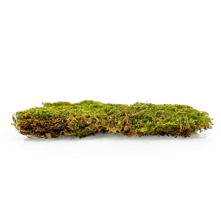 ⭐ Preserved Sheet Moss in Natural Green
