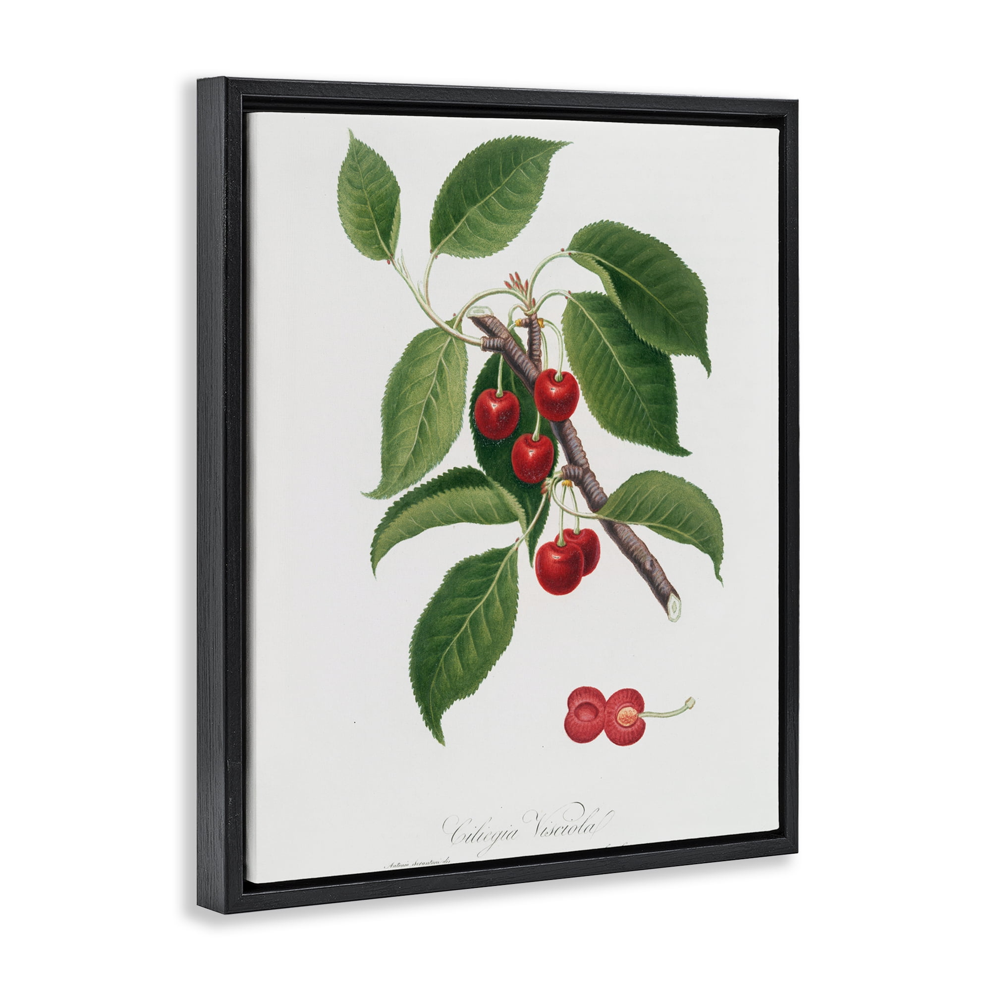 Latin Study of Cherry Plant Black Framed Floater Canvas Wall Art, design by Lettered and Lined