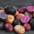 thumbnail image 3 of Van Zyverden Fresh Crop Gourmet Potato Blend Set of 12 Bulbs White Full Sun, 3 of 8