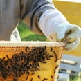 thumbnail image 6 of Stoney Acres Beekeeping Screen Base, Assembled, for 10 Frame Honeybee Hive Beehive, Amish Made, 6 of 6