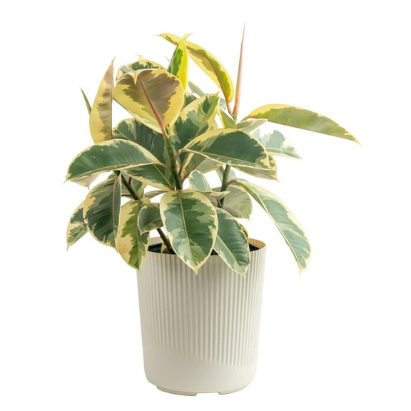 Costa Farms 22" Tall, Ficus Grower's Choice Bright Indirect Sunlight, Live House Plants