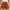 Coffee, variant on HCURIBAD Clearance! Women Shorts, Women's Elegant High Waist Pleated Straight Leg Summer Shorts with Pockets, High Waisted Shorts Women, Comfy Shorts for Women, Sleep Shorts Women A L