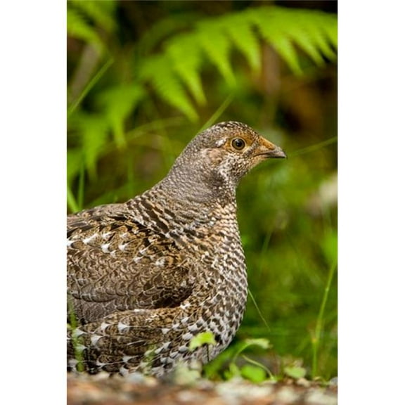 Posterazzi PDDCN02PCL0042 Blue Grouse Bird Salt Spring Isl British Columbia Poster Print by Paul Colangelo - 18 x 26 in.