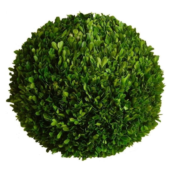Preserved Boxwood 10"