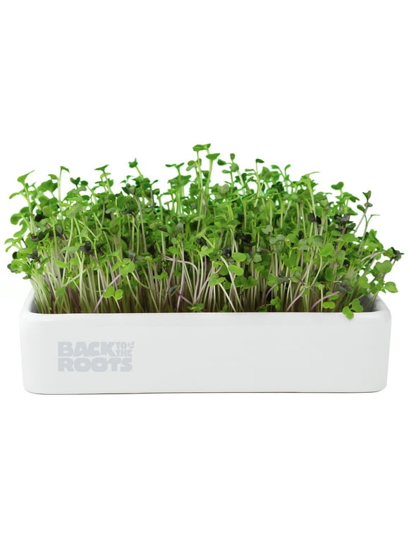 Back to the Roots Mighty Mix Superfoods Organic Microgreens Grow Kit
